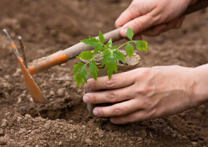 Gardening Tips for Beginners: 3 Growing Mistakes to Avoid (Video) Image